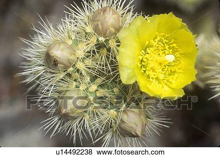 Stock Photo - Buckhorn Cholla Cactus, Anza Borrego Desert. Fotosearch