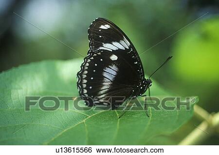 Close-up of black butterfly, Coconut Creek View Large Photo Image Stock Photograph - Close-up of black butterfly, Coconut Creek. Fotosearch