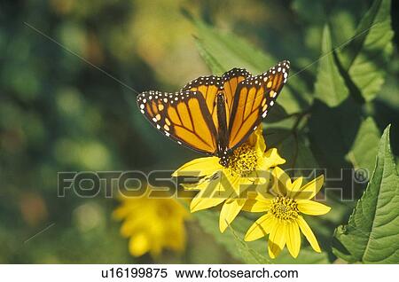 Stock Photography - Close-up of Monarch Butterfly. Fotosearch