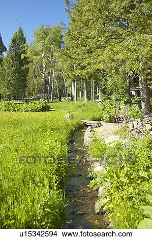 Picture - Creek runs through spring foliage, Centennial Valley. Fotosearch