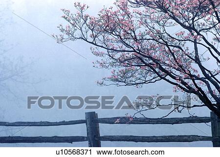 Stock Image - Dogwoods and split rail fence. Fotosearch