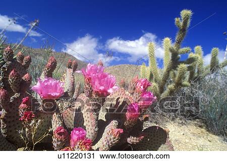 Englemann Hedgehog cactus in bloom View Large Photo Image Stock Image - Englemann Hedgehog cactus in bloom. Fotosearch