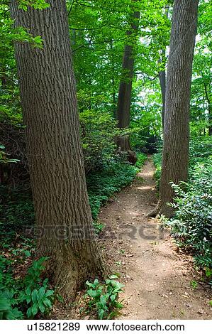 Stock Photo - Forested path. Fotosearch
