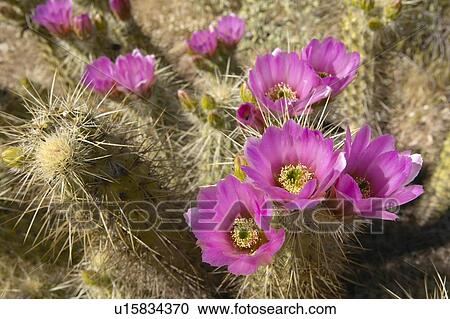 Hedgehog Cactus blooming View Large Photo Image Stock Image - Hedgehog Cactus blooming. Fotosearch