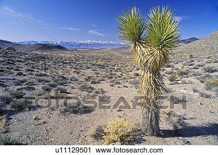Stock Image - Joshua Tree Desert in bloom, Yucca plants. Fotosearch