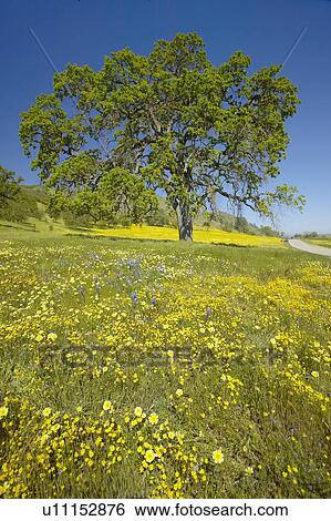 Stock Photograph - Lone tree and spring flowers blossoming. Fotosearch