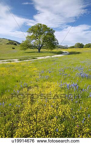 Stock Photograph - Lone tree andspring flowers blossoming. Fotosearch