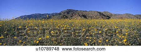 Panoramic view of Death Valley National Park View Large Photo Image Stock Photo - Panoramic view of Death Valley National Park. Fotosearch