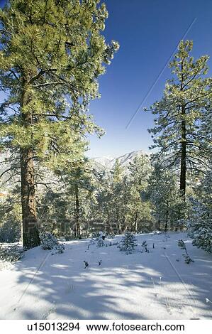 Picture - Snowy landscape after winter storm. Fotosearch