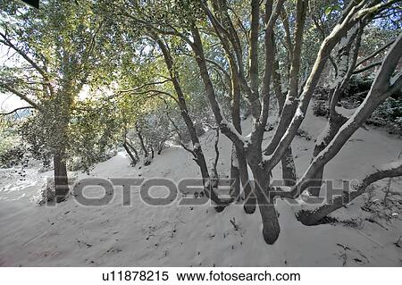 Stock Photography - Snowy setting after fresh winter storm. Fotosearch