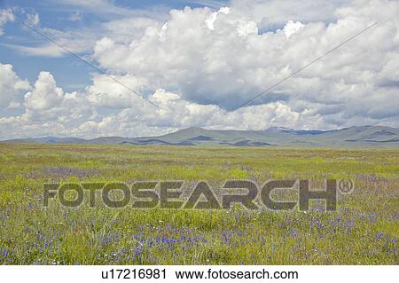 Spring grasslands and mountains in Centennial Valley View Large Photo Image Stock Image - Spring grasslands and mountains in Centennial Valley. Fotosearch