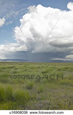 Storm clouds over grasslands and mountains at Red Rock Lake in Centennial Valley View Large Photo Image Stock Photo - Storm clouds over grasslands and mountains at Red Rock Lake in Centennial Valley. Fotosearch
