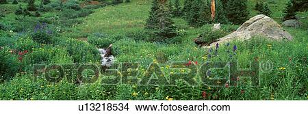 Stream and Alpine Flowers View Large Photo Image Picture - Stream and Alpine Flowers. Fotosearch