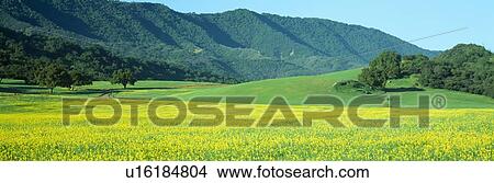 Sunrise, Mustard Fields View Large Photo Image Picture - Sunrise, Mustard Fields. Fotosearch