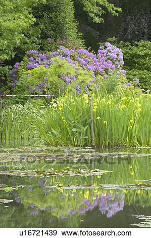 The Gardens at Giverny with reflections of flowers in pond View Large Photo Image Stock Photo - The Gardens at Giverny with reflections of flowers in pond. Fotosearch