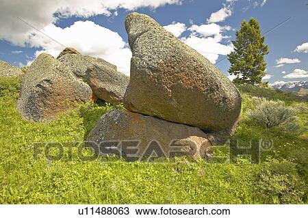 Stock Image - Tree and ancient orange lichens growing on rocks in Centennial Valley. Fotosearch