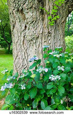 Tree and vines in garden View Large Photo Image Stock Photo - Tree and vines in garden. Fotosearch