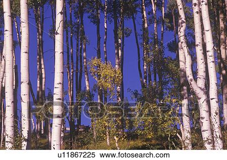Stock Photography - Trees in Autumn. Fotosearch