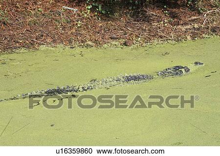 Stock Image - American Alligator. Fotosearch