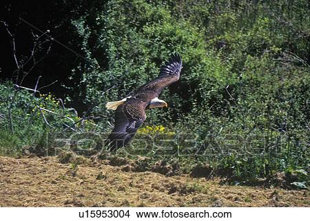 American Bald Eagle in Flight View Large Photo Image Picture - American Bald Eagle in Flight. Fotosearch