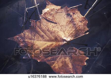 Stock Photo - An Autumn Leaf in Water. Fotosearch