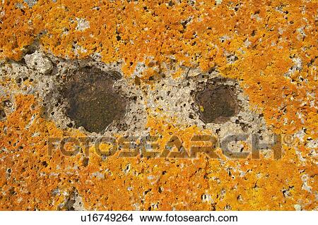 Picture - Ancient orange lichens growing on rocks. Fotosearch