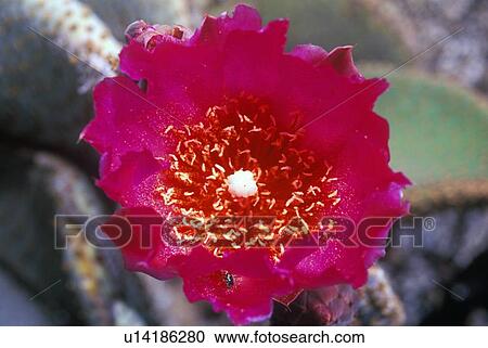 Stock Image - Beavertail Cactus in bloom. Fotosearch