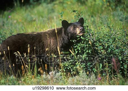 Black Bear eating huckleberries, Glacier National Park View Large Photo Image Stock Image - Black Bear eating huckleberries, Glacier National Park. Fotosearch