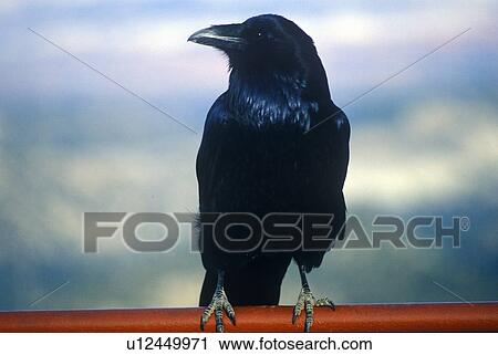 Black crow, Bryce Canyon View Large Photo Image Stock Image - Black crow, Bryce Canyon. Fotosearch