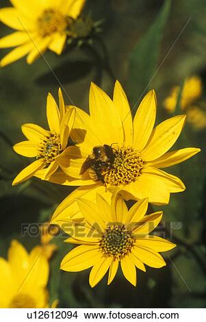 Bumblebees on yellow flowers View Large Photo Image Picture - Bumblebees on yellow flowers. Fotosearch