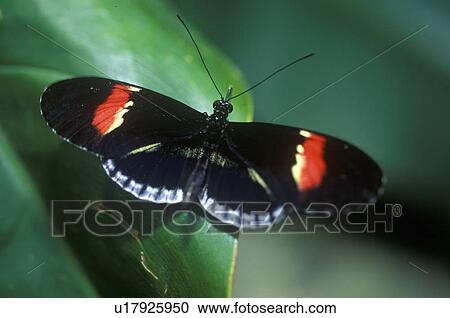 Butterfly, Heliconius melpomene View Large Photo Image Stock Image - Butterfly, Heliconius melpomene. Fotosearch