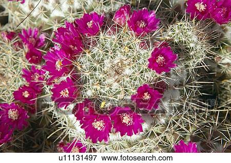 Cactus in bloom in spring View Large Photo Image Stock Photo - Cactus in bloom in spring. Fotosearch