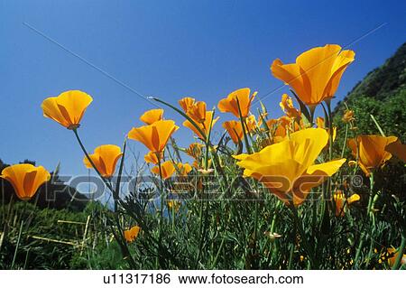 California Poppy in bloom View Large Photo Image Stock Photograph - California Poppy in bloom. Fotosearch