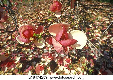 Cherry Blossoms in Bloom View Large Photo Image Stock Photo - Cherry Blossoms in Bloom. Fotosearch