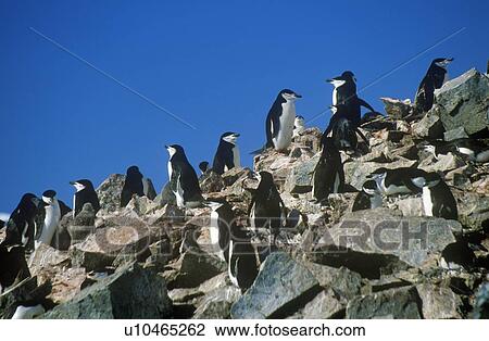 Stock Image - Chinstrap penguins (Pygoscelis antarctica). Fotosearch