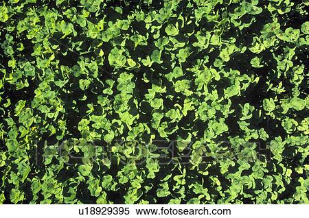 Close-up of green clover View Large Photo Image Stock Photography - Close-up of green clover. Fotosearch