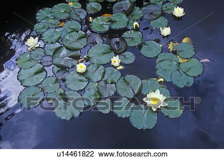 Close up of Lily pads, Huntington Gardens View Large Photo Image Stock Image - Close up of Lily pads, Huntington Gardens. Fotosearch