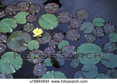 Close up of Lily pads View Large Photo Image Picture - Close up of Lily pads. Fotosearch