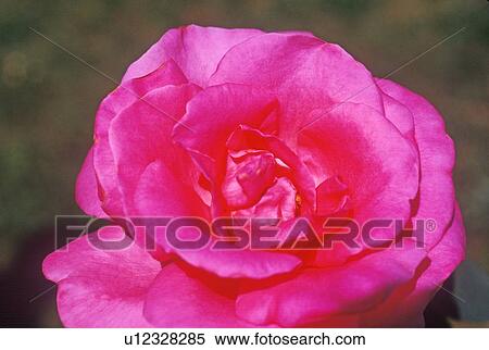 Stock Photography - Close up of rose in bloom. Fotosearch