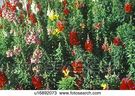 Close-up of snapdragons in bloom View Large Photo Image Stock Image - Close-up of snapdragons in bloom. Fotosearch