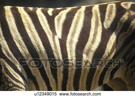 Stock Photography - Close-up of Zebra stripes. Fotosearch