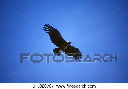 Condor in flight in blue sky View Large Photo Image Stock Photo - Condor in flight in blue sky. Fotosearch