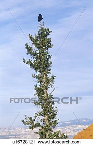 Stock Image - Crow Sitting In Tree, Bryce Canyon National Park. Fotosearch