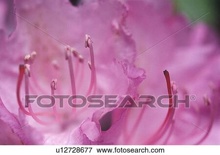 Stock Photo - Detail of Rhododendron. Fotosearch