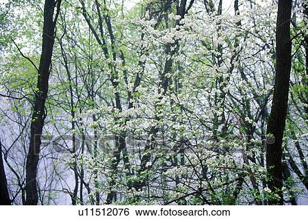 Dogwood in bloom View Large Photo Image Stock Photograph - Dogwood in bloom. Fotosearch