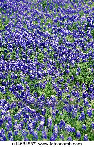 Field of bluebonnets in bloom View Large Photo Image Stock Photo - Field of bluebonnets in bloom. Fotosearch