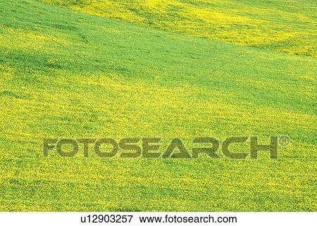 Field of Mustard in Bloom View Large Photo Image Stock Photo - Field of Mustard in Bloom. Fotosearch