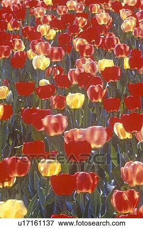 Field of Tulips, Washington, D. C. View Large Photo Image Stock Photo - Field of Tulips, Washington, D. C.. Fotosearch