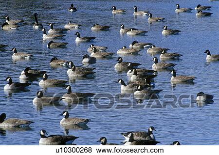 Flock of ducks on pond, Pierre View Large Photo Image Stock Photo - Flock of ducks on pond, Pierre. Fotosearch