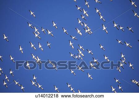 Flock of pelicans in Flight View Large Photo Image Stock Photo - Flock of pelicans in Flight. Fotosearch